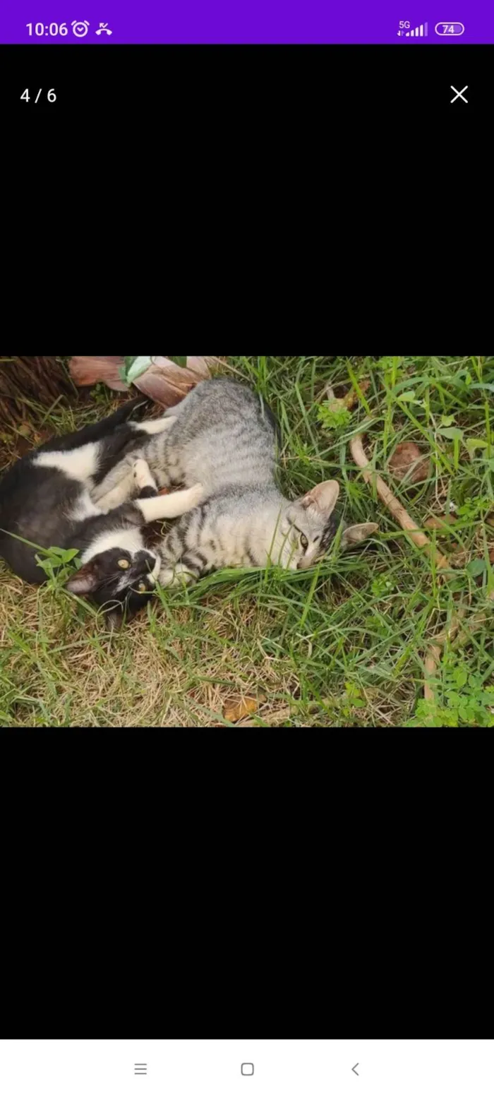 Gato ra a SRD-ViraLata idade 2 a 6 meses nome Frajola 