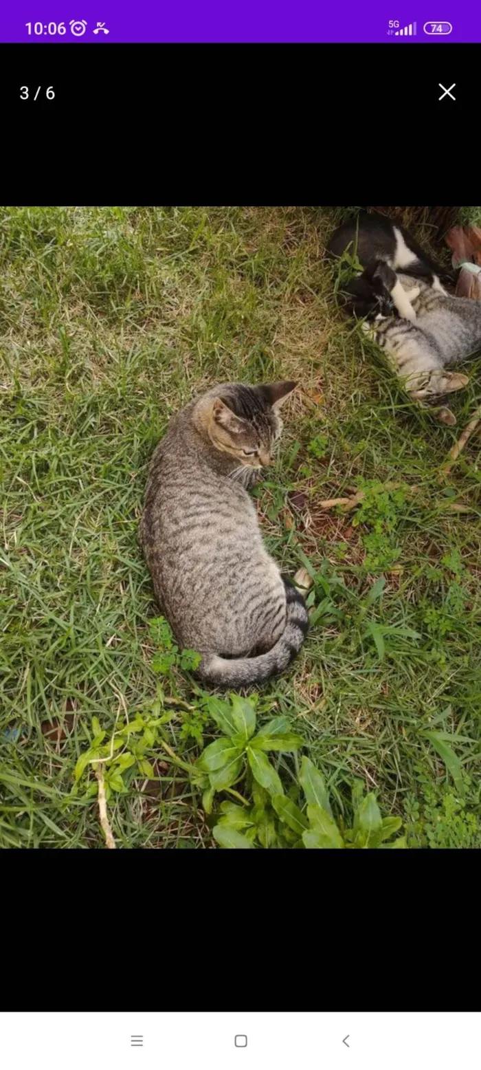 Gato ra a SRD-ViraLata idade 2 a 6 meses nome Menina