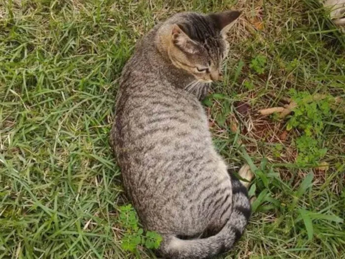 Gato ra a SRD-ViraLata idade 2 a 6 meses nome Menina