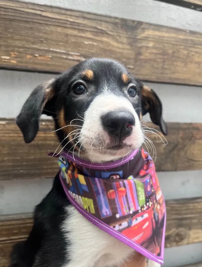 Cachorro ra a SRD-ViraLata idade 2 a 6 meses nome Sebastian 