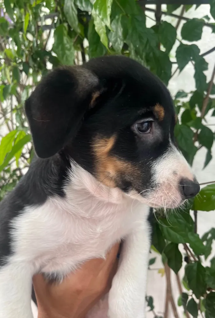 Cachorro ra a SRD-ViraLata idade 2 a 6 meses nome Sebastian 