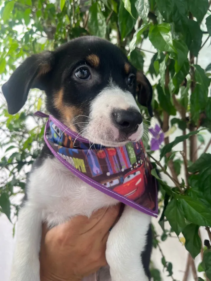 Cachorro ra a SRD-ViraLata idade 2 a 6 meses nome Sebastian 