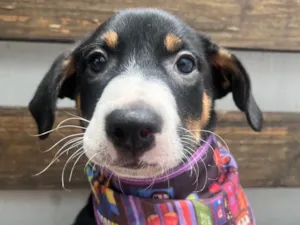 Cachorro raça SRD-ViraLata idade 2 a 6 meses nome Sebastian 