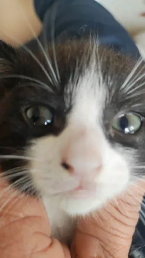 Gato raça Gato idade Abaixo de 2 meses nome Cria