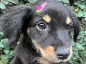 Cachorro raça SRD-ViraLata idade 2 a 6 meses nome Lontra