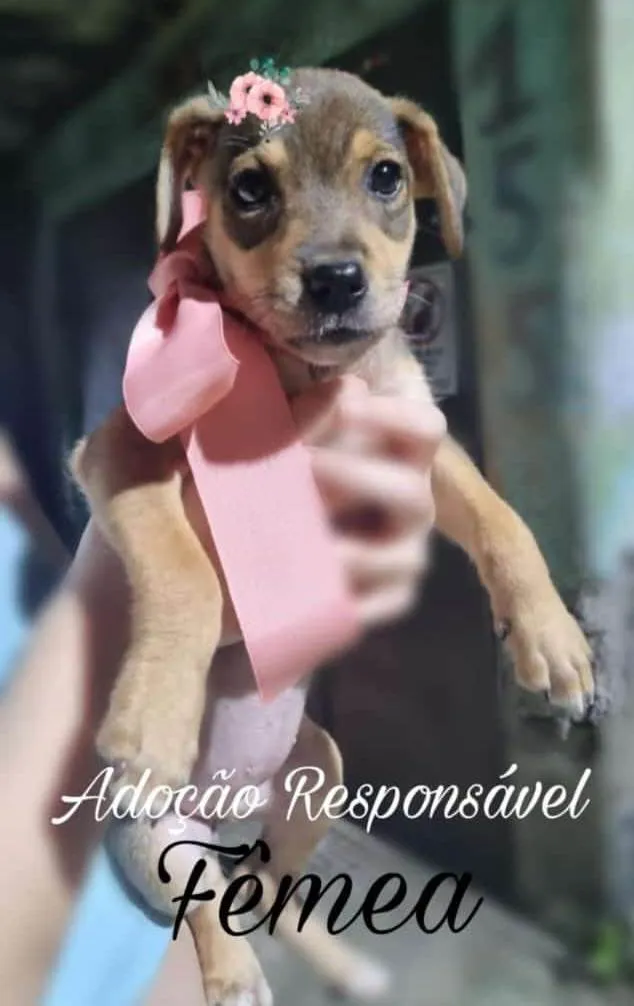 Cachorro ra a SRD-ViraLata idade 2 a 6 meses nome Lua 