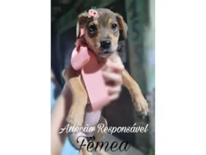 Cachorro raça SRD-ViraLata idade 2 a 6 meses nome Lua 
