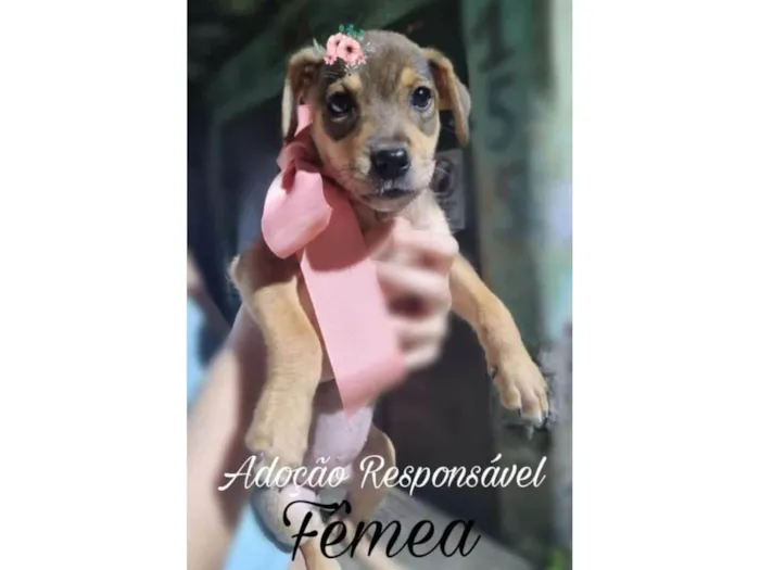 Cachorro ra a SRD-ViraLata idade 2 a 6 meses nome Lua 