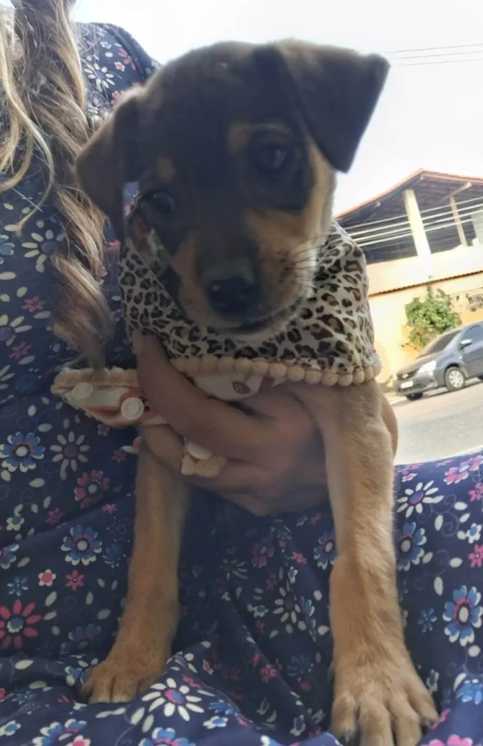 Cachorro ra a SRD-ViraLata idade 2 a 6 meses nome Lua 