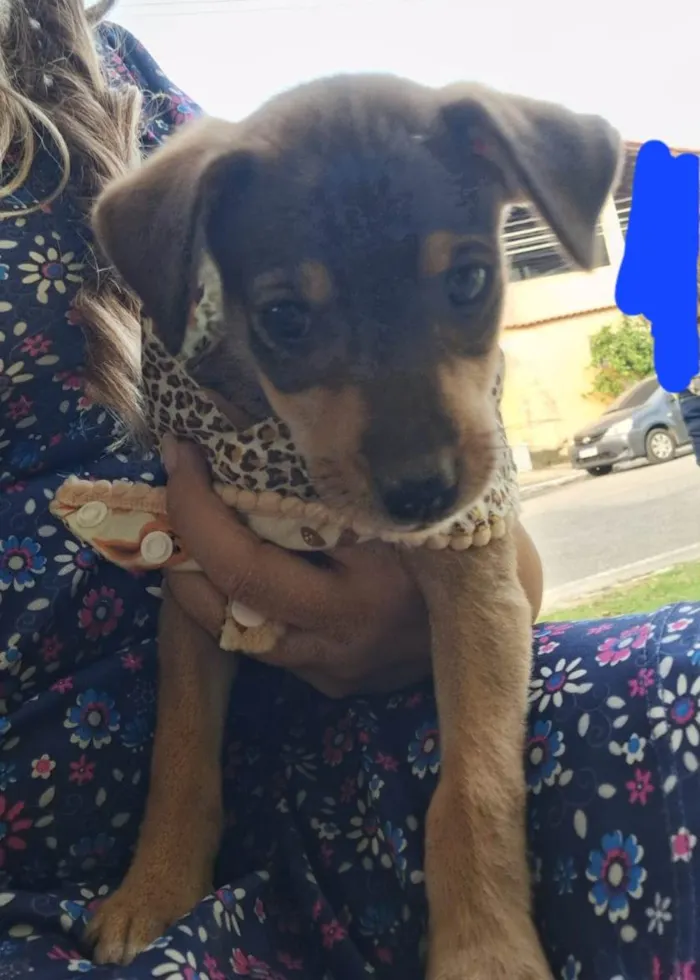 Cachorro ra a SRD-ViraLata idade 2 a 6 meses nome Lua 