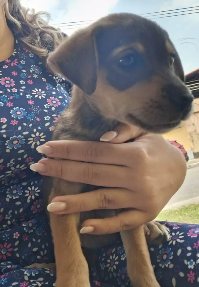 Cachorro ra a SRD-ViraLata idade 2 a 6 meses nome Lua 