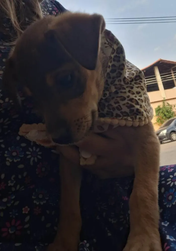 Cachorro ra a SRD-ViraLata idade 2 a 6 meses nome Lua 