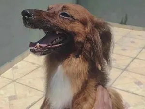 Cachorro raça SRD-ViraLata idade 3 anos nome Marrom 