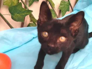 Gato raça SRD idade 2 a 6 meses nome Filhote