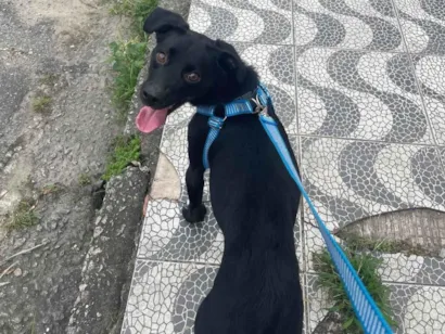 Cachorro raça Sem raça idade 2 a 6 meses nome Sem nome