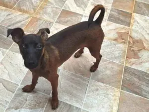 Cachorro raça SRD-ViraLata idade 2 a 6 meses nome Hugo