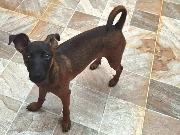 Cachorro ra a SRD-ViraLata idade 2 a 6 meses nome Hugo