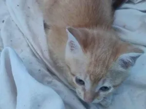 Gato raça . idade 2 a 6 meses nome GATITOS FILHOTES! :)