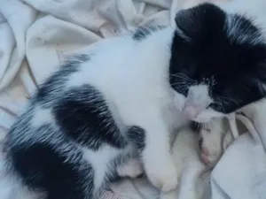 Gato raça . idade 2 a 6 meses nome FILHOTE :)