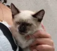 Pipoquinha