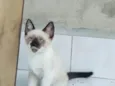Pipoquinha
