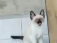 Pipoquinha