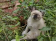Pipoquinha