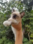 Pipoquinha