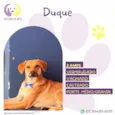 Duque 2