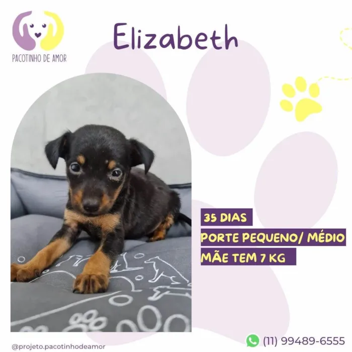 Cachorro ra a SRD-ViraLata idade Abaixo de 2 meses nome Elizabeth 