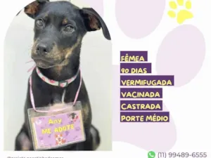 Cachorro raça SRD-ViraLata idade 2 a 6 meses nome Any