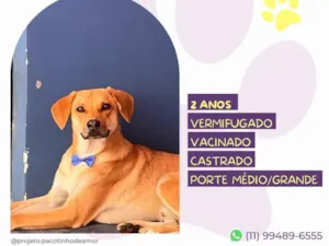 Cachorro raça SRD-ViraLata idade 2 anos nome Duque 2