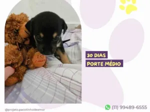 Cachorro raça SRD-ViraLata idade Abaixo de 2 meses nome Emma