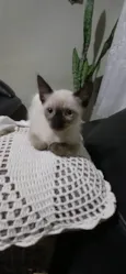 Gatinhos