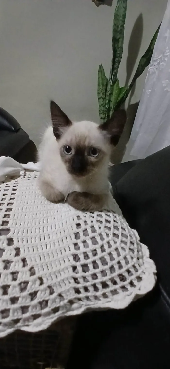 Gato ra a Felina idade 2 a 6 meses nome Gatinhos