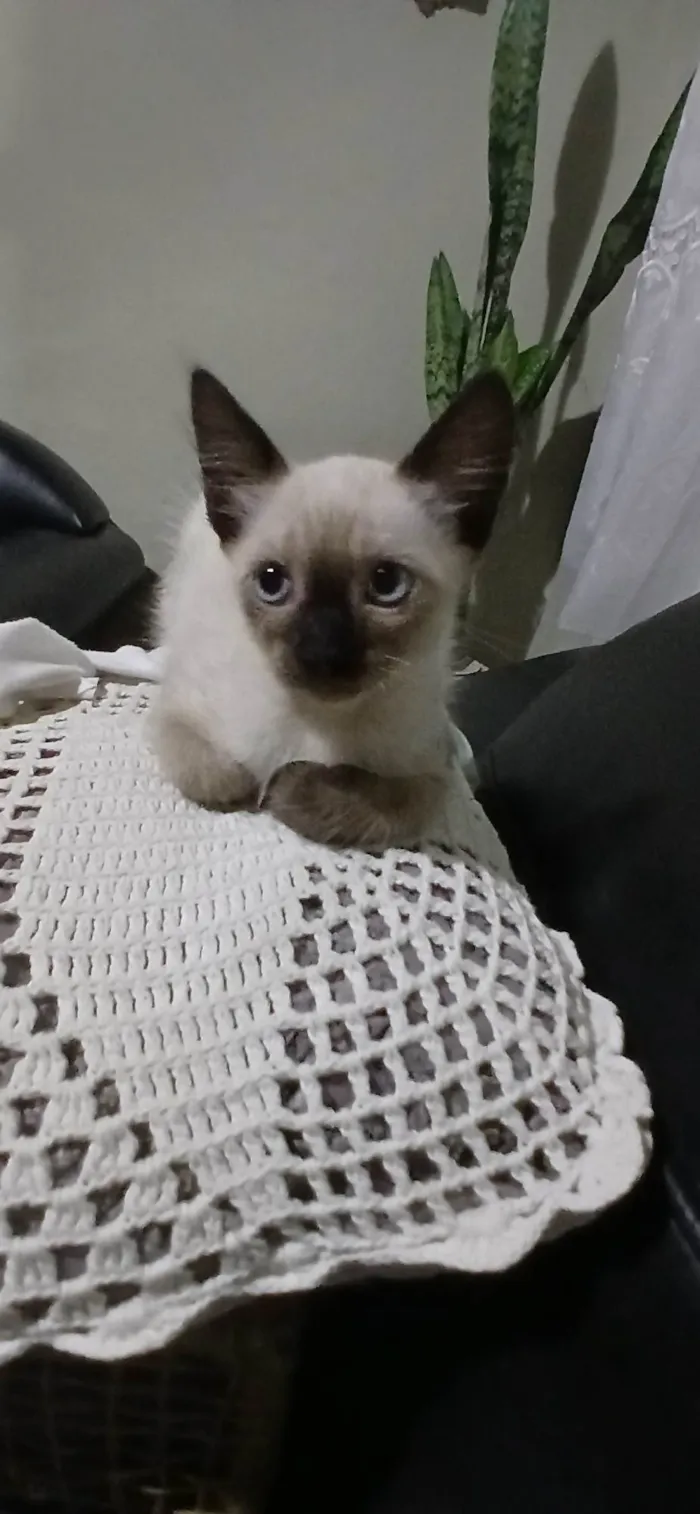 Gato ra a Felina idade 2 a 6 meses nome Gatinhos