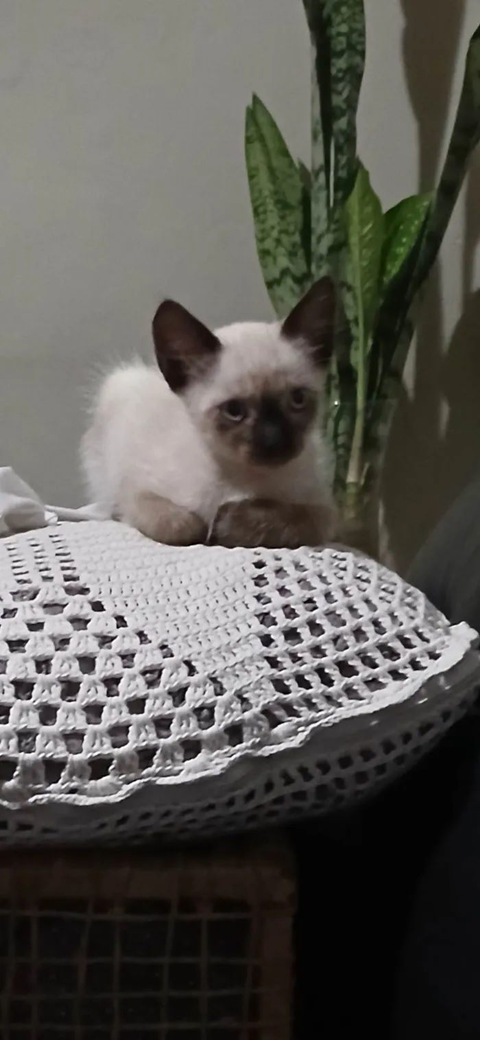 Gato ra a Felina idade 2 a 6 meses nome Gatinhos