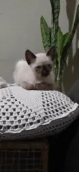 Gatinhos