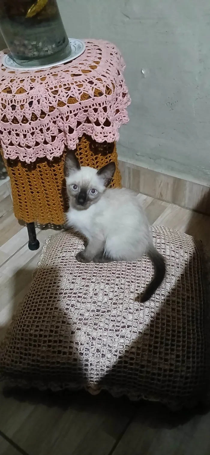 Gato ra a Felina idade 2 a 6 meses nome Gatinhos