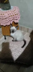 Gatinhos