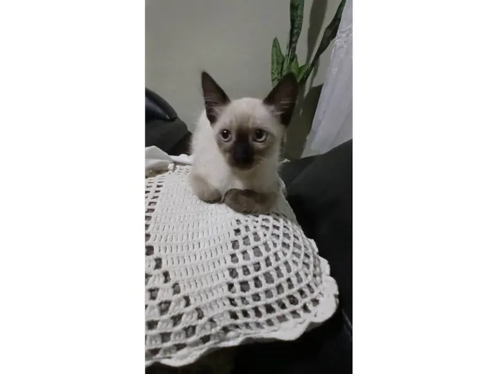 Gato ra a Felina idade 2 a 6 meses nome Gatinhos