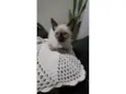 Gatinhos