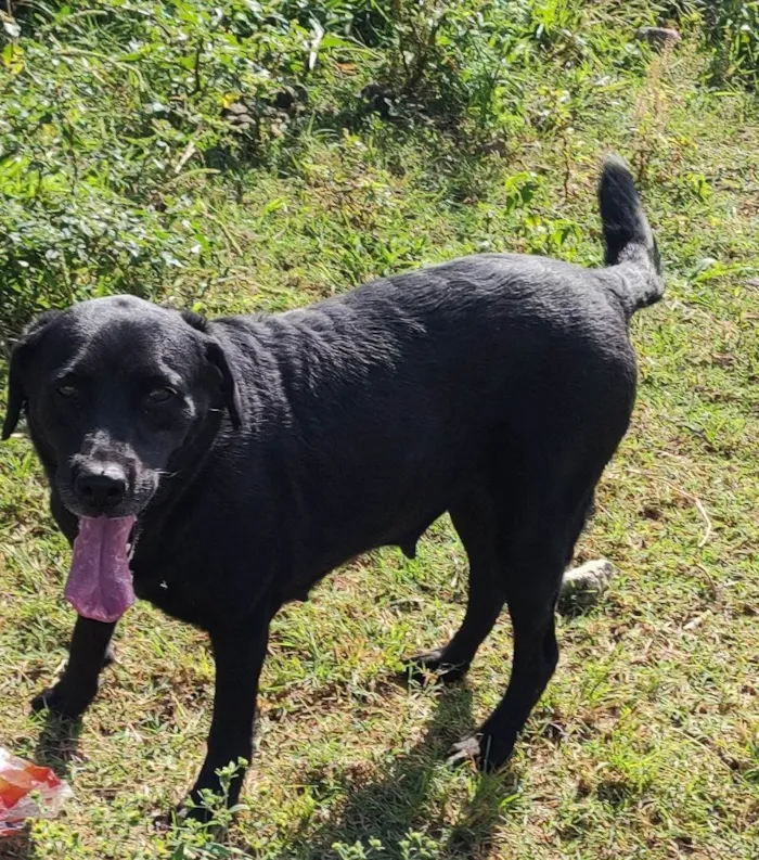 Cachorro ra a Labrador idade 3 anos nome Eclipse 