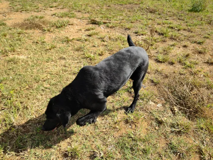 Cachorro ra a Labrador idade 3 anos nome Eclipse 