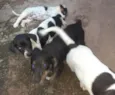 Thor, Sirius, Tufão e Sardinha