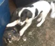 Thor, Sirius, Tufão e Sardinha