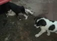 Thor, Sirius, Tufão e Sardinha