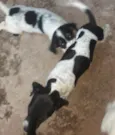 Thor, Sirius, Tufão e Sardinha