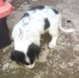 Thor, Sirius, Tufão e Sardinha