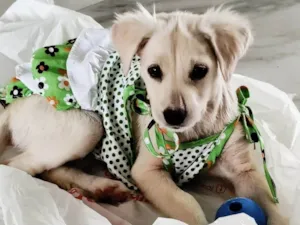 Cachorro raça SRD-ViraLata idade 2 a 6 meses nome Penélope